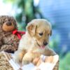 Image of Gloria, a Golden Retriever puppy