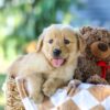 Image of Gloria, a Golden Retriever puppy