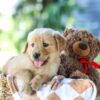 Image of Gloria, a Golden Retriever puppy
