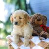 Image of Grace, a Golden Retriever puppy