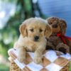 Image of Grace, a Golden Retriever puppy
