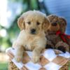 Image of Grace, a Golden Retriever puppy