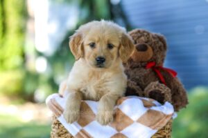 Image of Grace, a Golden Retriever puppy
