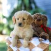 Image of Grace, a Golden Retriever puppy