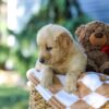 Image of Grace, a Golden Retriever puppy