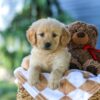 Image of Grace, a Golden Retriever puppy
