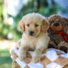 Image of Grace, a Golden Retriever puppy