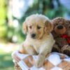 Image of Grace, a Golden Retriever puppy