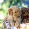 Image of Grant, a Golden Retriever puppy