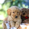 Image of Grant, a Golden Retriever puppy
