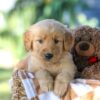 Image of Grant, a Golden Retriever puppy