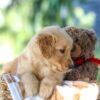 Image of Grant, a Golden Retriever puppy