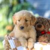 Image of Grant, a Golden Retriever puppy