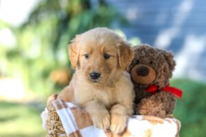 Image of Grant, a Golden Retriever puppy