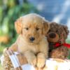 Image of Grant, a Golden Retriever puppy