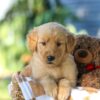 Image of Grant, a Golden Retriever puppy