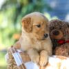 Image of Grant, a Golden Retriever puppy