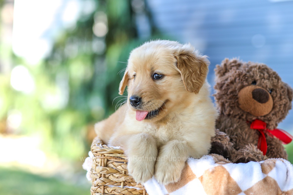 Gretta (in training) Image of Gretta (in training), a Golden Retriever puppy