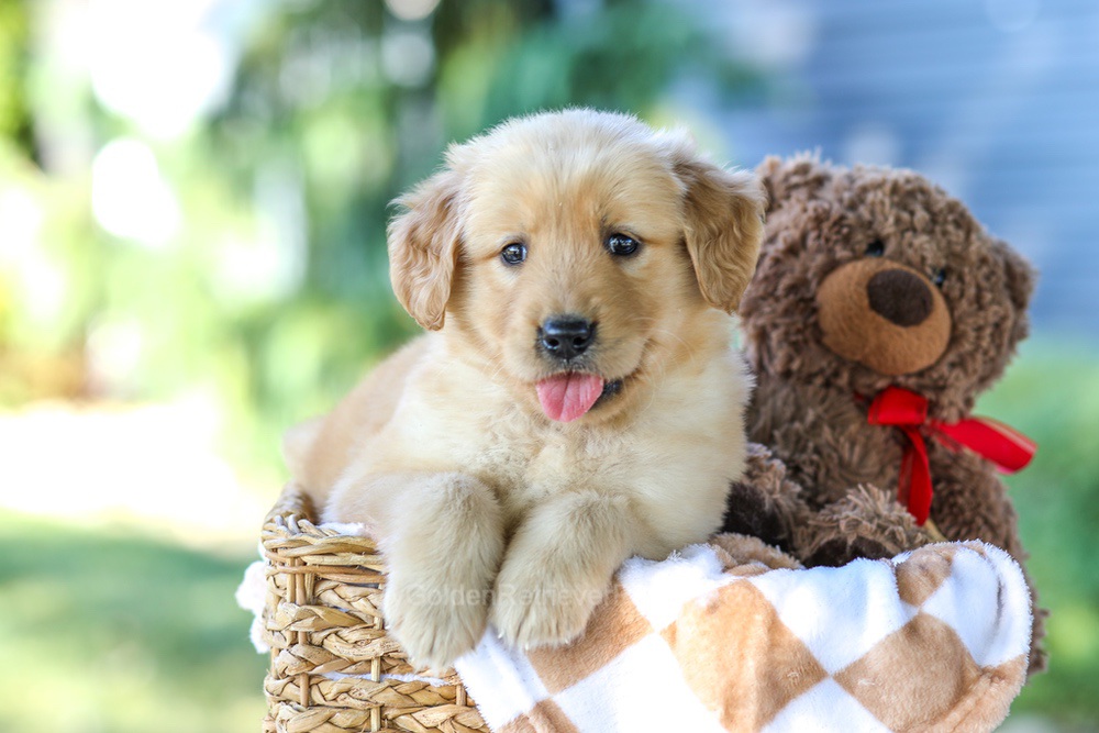 Gretta (in training) Image of Gretta (in training), a Golden Retriever puppy