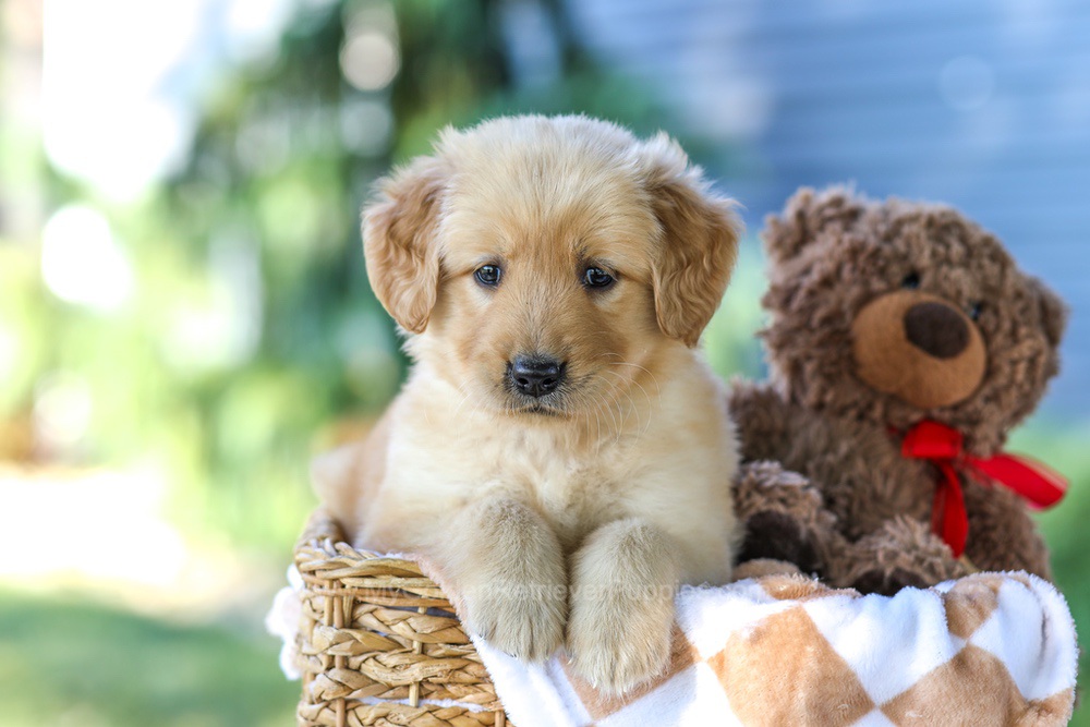 Gretta (in training) Image of Gretta (in training), a Golden Retriever puppy