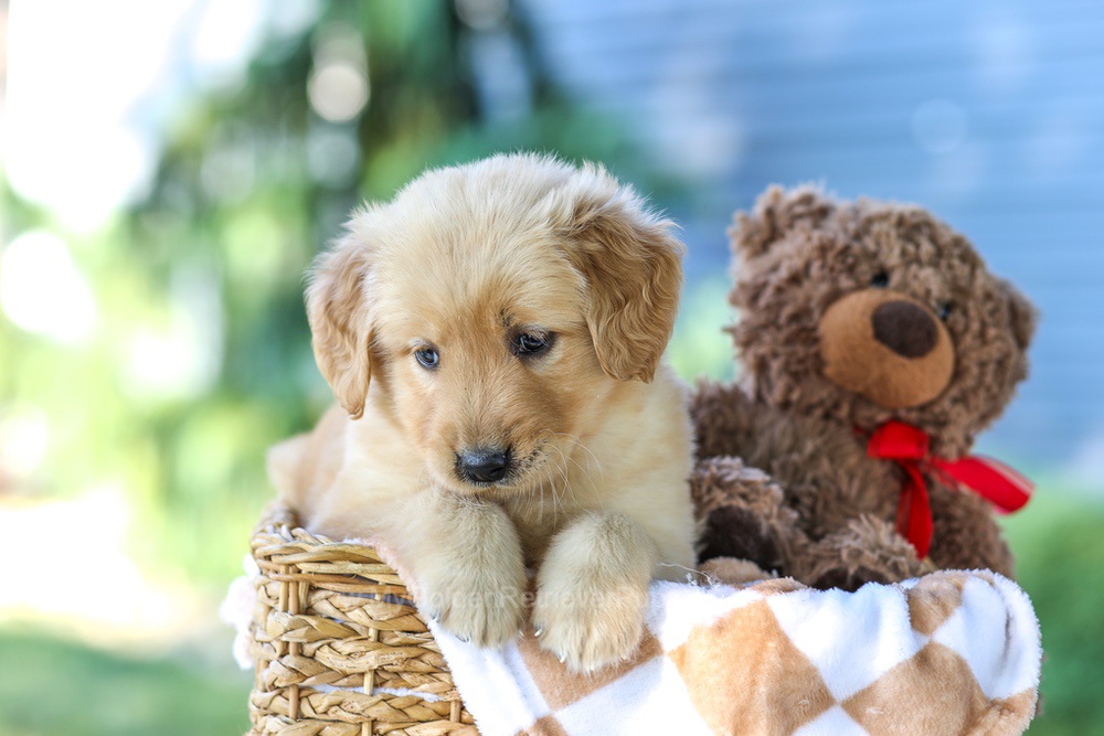 Gretta (in training) Image of Gretta (in training), a Golden Retriever puppy
