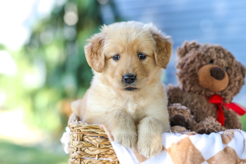 Gretta (in training) Image of Gretta (in training), a Golden Retriever puppy