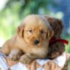 Image of Gunner, a Golden Retriever puppy
