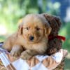 Image of Gunner, a Golden Retriever puppy