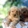 Image of Gunner, a Golden Retriever puppy
