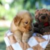 Image of Gunner, a Golden Retriever puppy