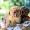 Image of Gunner, a Golden Retriever puppy