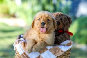 Image of Gunner, a Golden Retriever puppy