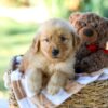 Image of Gunner, a Golden Retriever puppy