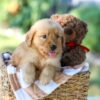 Image of Gunner, a Golden Retriever puppy