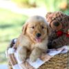 Image of Gunner, a Golden Retriever puppy