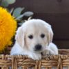 Image of Harper, a Golden Retriever puppy