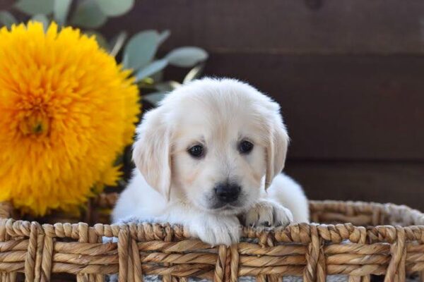 Image of Harper, a Golden Retriever puppy