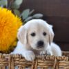 Image of Harper, a Golden Retriever puppy
