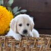 Image of Harper, a Golden Retriever puppy