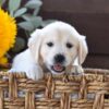 Image of Harper, a Golden Retriever puppy