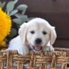 Image of Harper, a Golden Retriever puppy