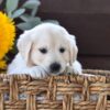 Image of Harper, a Golden Retriever puppy