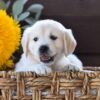 Image of Harper, a Golden Retriever puppy