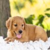 Image of Hayes, a Golden Retriever puppy