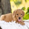 Image of Hayes, a Golden Retriever puppy