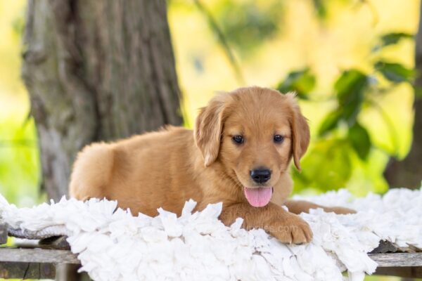 Image of Hayes, a Golden Retriever puppy