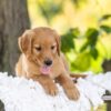 Image of Hayes, a Golden Retriever puppy