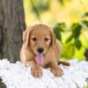 Image of Hayes, a Golden Retriever puppy