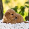 Image of Hazel, a Golden Retriever puppy