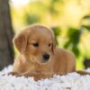 Image of Hazel, a Golden Retriever puppy